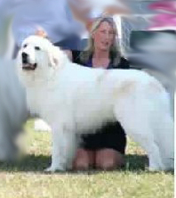 Great Pyrenees Brodie