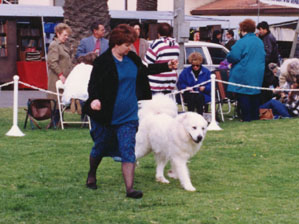 Great Pyrenees CH Euzkalzale Icy Brocade