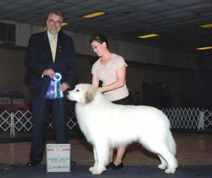 Great Pyrenees Apache