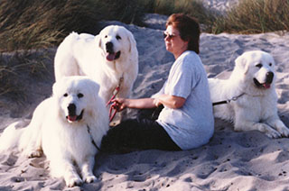Great Pyrenees at beach