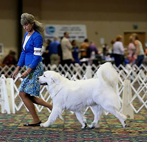 Great Pyrenees Ms Black