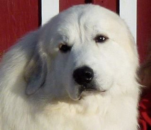 Great Pyrenees Brodie