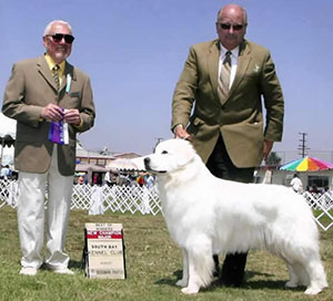 Great Pyrenees Choo Choo