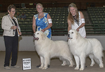 Great Pyrenees Cream Puff