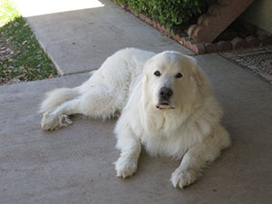Great Pyrenees Dutch