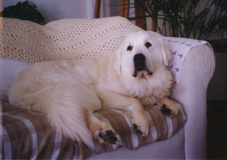 Great Pyrenees CH Euzkalzale Fantasy De Berna