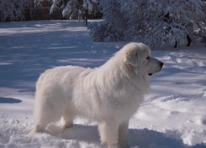 Great Pyrenees Halsey