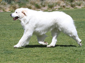Great Pyrenees Jammies