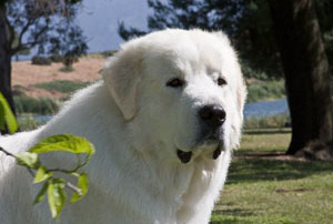 Great Pyrenees Jammies  
