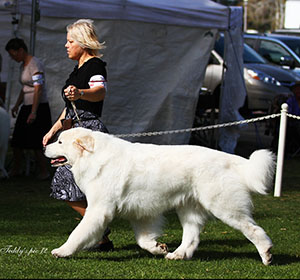 Great Pyrenees Jammies
