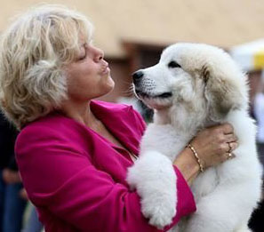 Great Pyrenees Valor