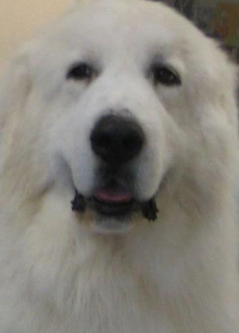 Great Pyrenees Socks at 10 Weeks Old