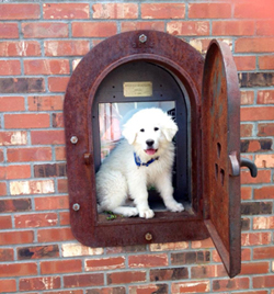 Great Pyrenees Orion
