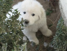 Great Pyrenees Peace Faith pup