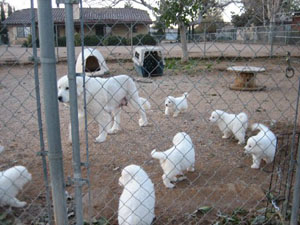 Great Pyrenees Pup Dance