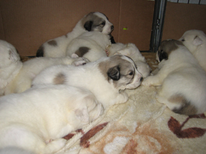 Great Pyrenees pups 3 weeks