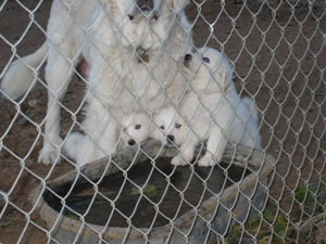 Great Pyrenees Pups  6 Weeks