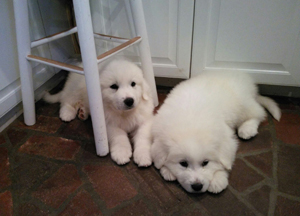 Great Pyrenees Regan and Riley