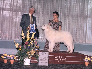 Great Pyrenees Sassy