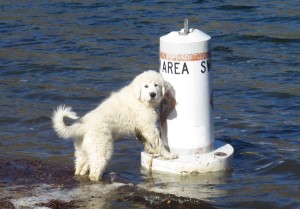 Great Pyrenees Shany at 3 months