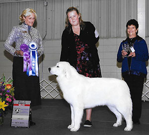 Great Pyrenees Shany