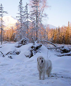 Great Pyrenees Stratus