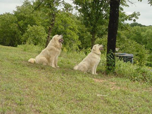 Great Pyrenees Sumo and Great Pyrenees Sassy