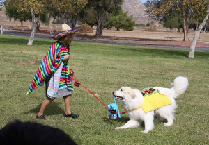 Great Pyrenees Valor