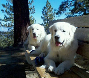 Gr Ch Euzkalzale Which Witch! Not this Bitch! and Ch Euzkalzale Vionette In Violet